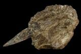 Xiphactinus Pre-Maxillary with Tooth - Smoky Hill Chalk, Kansas #130547-2